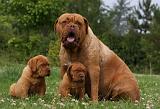 DOGUE DE BORDEAUX 301